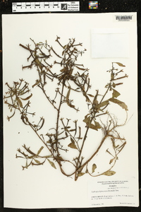 Ludwigia leptocarpa image