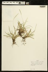 Eremochloa ophiuroides image