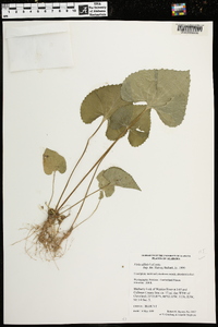 Viola affinis image