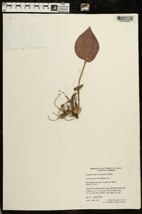 Tipularia discolor image