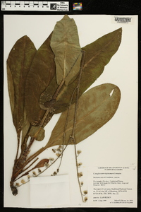 Cynoglossum virginianum image