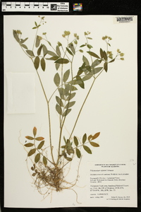 Polemonium reptans image