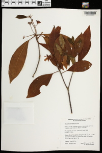 Illicium floridanum image