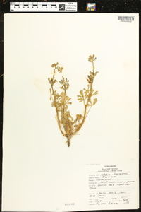 Lupinus subcarnosus image