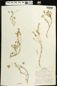 Astragalus distortus image