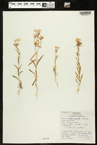 Phlox cuspidata image