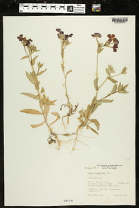 Phlox drummondii image