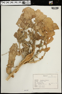 Brassica napus image