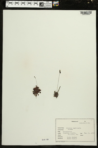 Drosera capillaris image