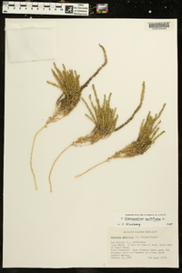 Chenopodium multifidum image