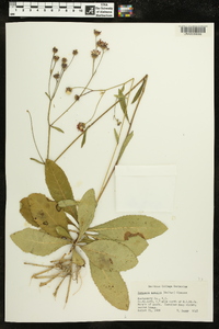 Vernonia acaulis image