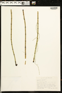 Equisetum fluviatile image