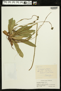 Hieracium caespitosum image