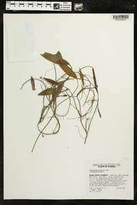 Potamogeton floridanus image