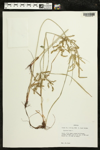 Cyperus iria image