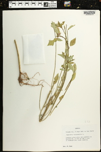 Euphorbia heterophylla image