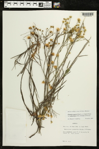 Pityopsis aspera var. adenolepis image