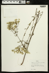 Eupatorium leucolepis image