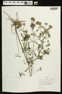 Pycnanthemum flexuosum image