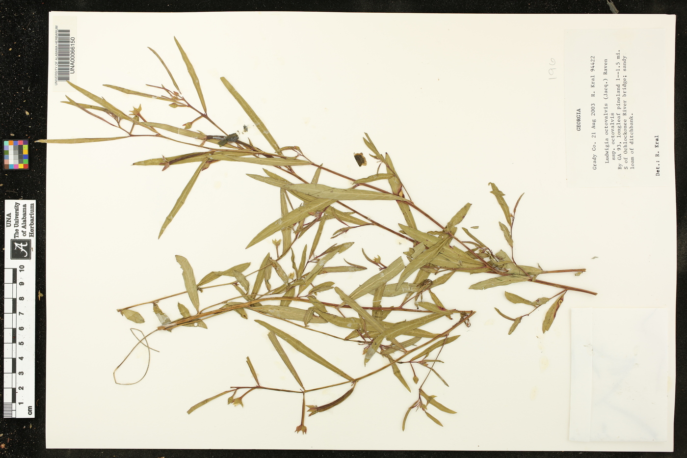 Ludwigia octovalvis subsp. octovalvis image