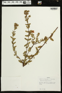 Hypericum tetrapetalum image