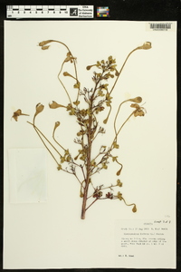 Clerodendrum indicum image