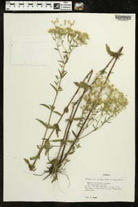Eupatorium mohrii image