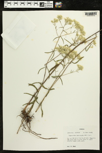 Eupatorium leucolepis image