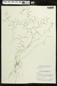 Potamogeton foliosus subsp. foliosus image