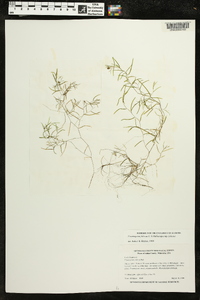 Potamogeton foliosus subsp. foliosus image