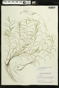 Potamogeton strictifolius image