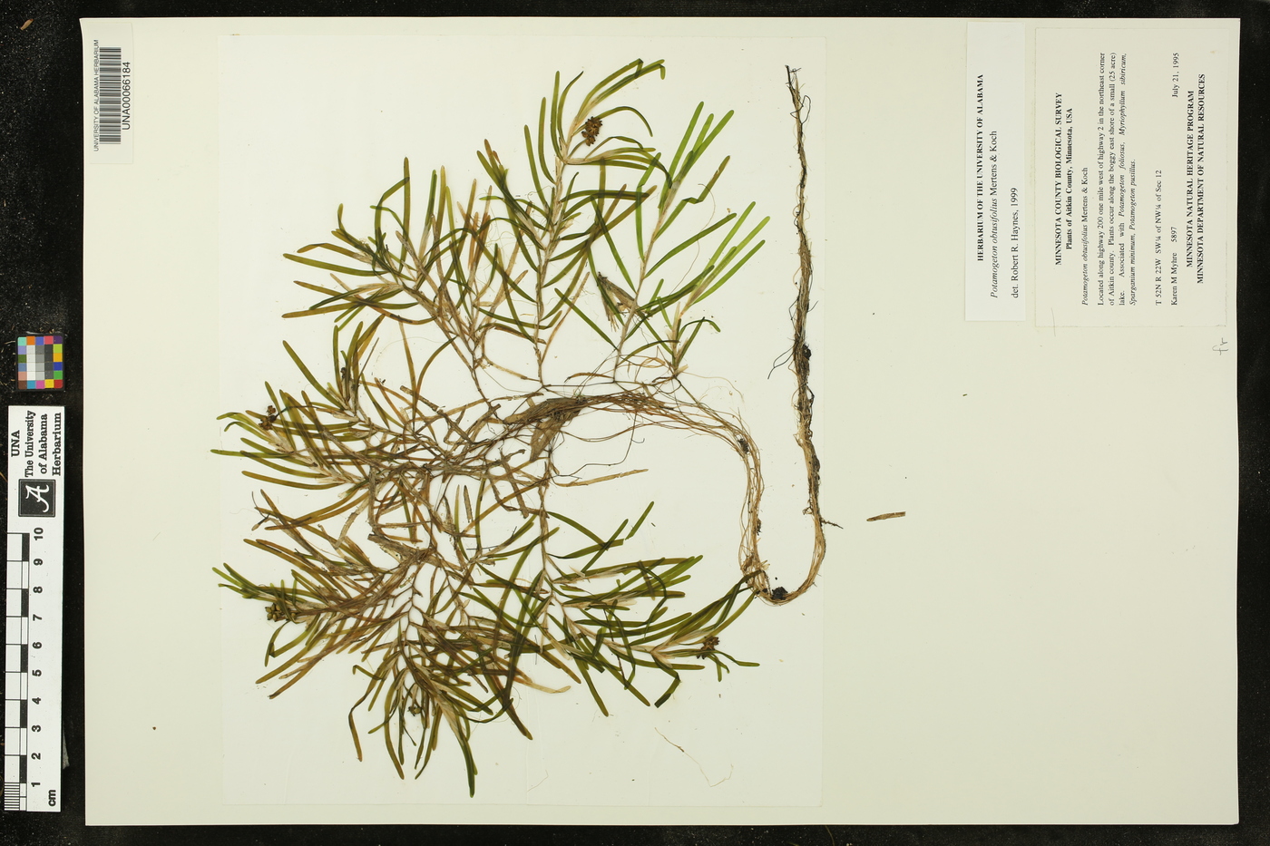 Potamogeton obtusifolius image