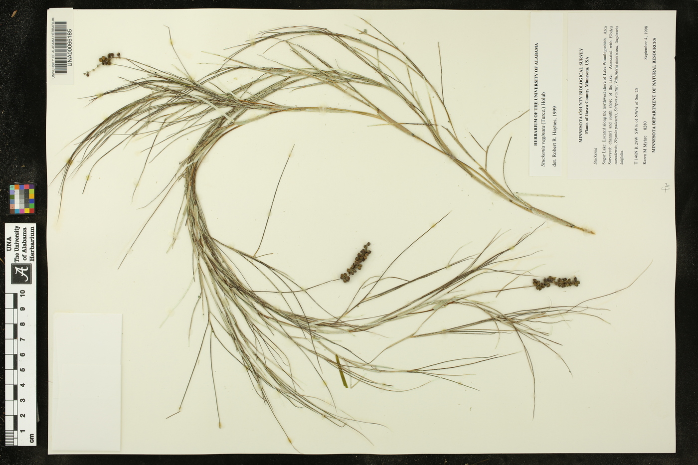 Stuckenia vaginata image