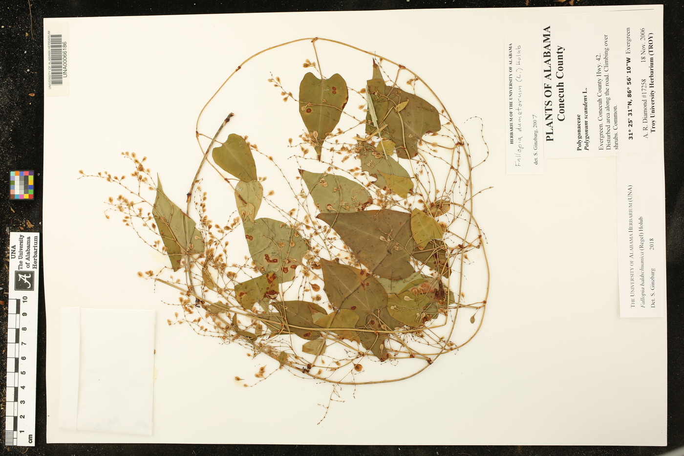 Fallopia baldschuanica image
