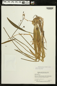 Sagittaria cristata image