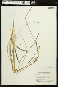 Sagittaria cristata image