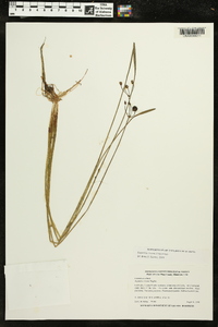 Sagittaria cristata image