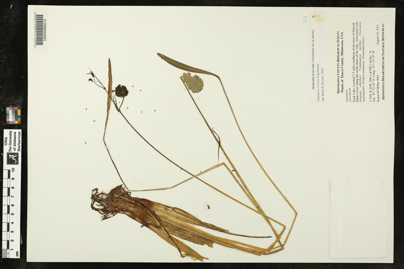 Sagittaria cristata image