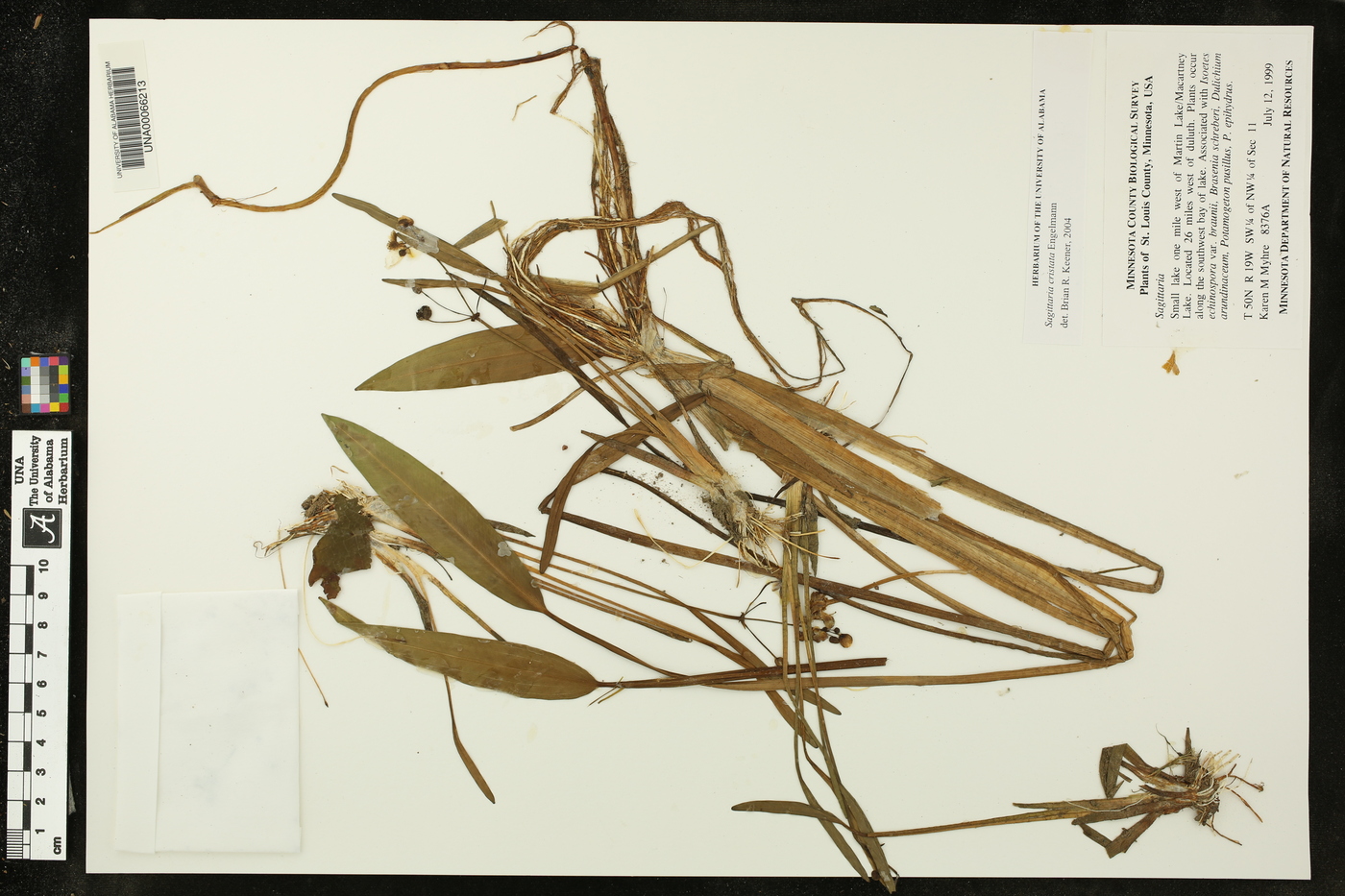 Sagittaria cristata image