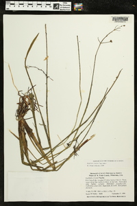 Sagittaria cristata image