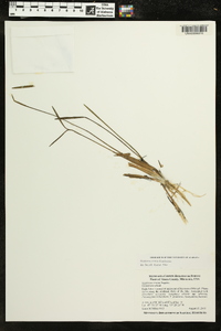 Sagittaria cristata image