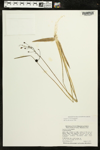 Sagittaria cristata image