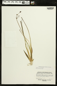 Sagittaria cristata image