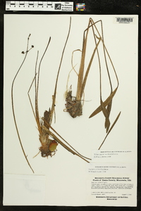 Sagittaria cristata image