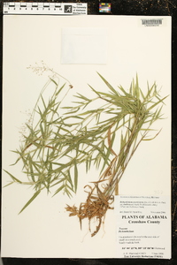 Dichanthelium acuminatum subsp. lindheimeri image