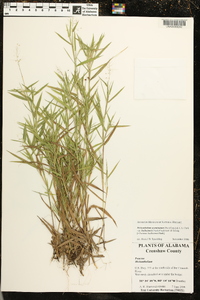 Dichanthelium acuminatum subsp. lindheimeri image