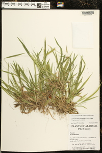 Dichanthelium laxiflorum image