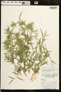 Dichanthelium acuminatum subsp. lindheimeri image