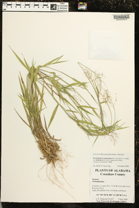 Dichanthelium acuminatum subsp. lindheimeri image