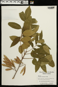 Fraxinus caroliniana image